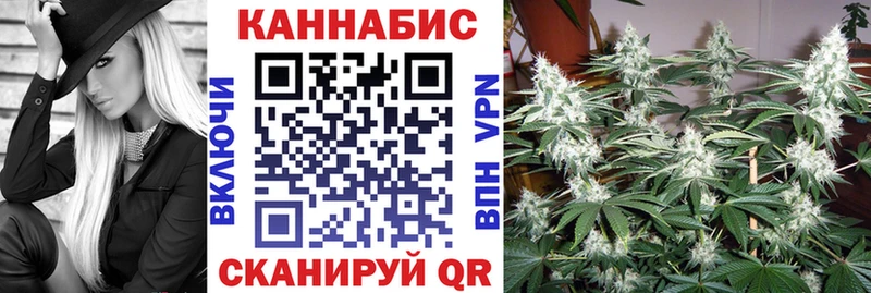 Конопля сатива Динская